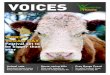 Voices November 2013 issue 19