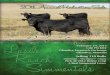 Lassle Ranch Simmental - 20th Annual Production Sale