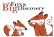 Little Foxs Big Discovery