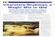 Charolais / Brahman A Magic Mix