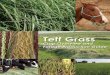 Teff Grass Management Guide