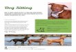 Pups and dogs Pet sitting nl