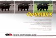 Bangus Ads - OptimaxX