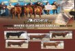 2013 ROM'N Limousin Annual Bull Sale