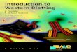 Introduction to western blotting