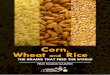 Corn Wheat and Rice