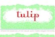 Tulip's full line