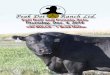 Peak Dot Ranch Fall Bull & Female Sale 2014