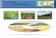 5th february,2015 daily exclusive oryza rice e newsletter by riceplus magazine
