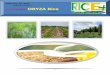 19th february,2015 daily exclusive oryza rice e newsletter by riceplus magazine