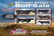 Wiesler Angus - 10th Annual Bull Sale