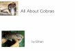 Ethan - Cobras