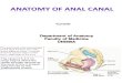 Anatomy of Anal Canal(1)