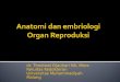 anatomi embriolgi reproduksi