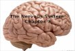 Nervous System Intro Nerves