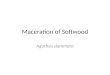 Maceration of Softwood