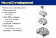 14.+Neural+Development+_+Hormonal+Regulation+of+Sexual+Differentiation (1)