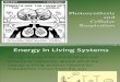 Photosynthesis and Cellular Respiration PowerPoint Presentation Edited Alison 1119
