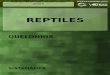 Reptiles IBT