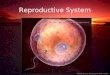 Reproductive System by MC Oronce