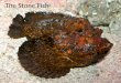 The Stone Fish. Description of Stone Fish The Stone Fish is brown and greenish in colour (which gives them camouflage) with many venomous spines along