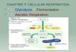 CHAPTER 7: CELLULAR RESPIRATION  7-1: Glycolysis + Fermentation  7-2: Aerobic Respiration