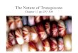 The Nature of Transposons Chapter 11 pp 297-309 Outline Nature of Transposons Transposons –Prokaryotic –Eukaryotic: Dr. McClintock’s research Retrotransposons