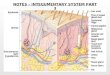 NOTES – INTEGUMENTARY SYSTEM PART 3. Which layer of the Integumentary System is mostly loose connective tissue and adipose tissue? The hypodermis is mostly