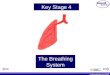 © Boardworks Ltd 2003 The Breathing System Key Stage 4
