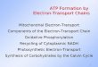 1 ATP Formation by Electron-Transport Chains Mitochondrial Electron-Transport Components of the Electron-Transport Chain Oxidative Phosphorylation Recycling
