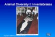 Copyright © 2005 Pearson Prentice Hall, Inc. Animal Diversity I: Invertebrates