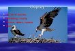 Osprey  21-24 ½ inches  Breeding mostly  Rivers, lakes, coasts  Fish