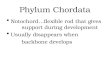 Phylum Chordata Notochord…flexible rod that gives support during development Usually disappears when backbone develops