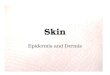 Skin Epidermis and Dermis. Epidermis The epidermis is the outer layer of our skin It is made of several layers: 1.Stratum corneum 2.Stratum lucidum 3.Stratum