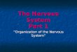 The Nervous System Part 1 “Organization of the Nervous System”