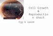 Cell Growth & Reproduction short Egg & sperm. Limit to cell size due to: 3. Surface area-to- volume ratio As size inc. volume inc. faster than surface