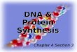 DNA & Protein Synthesis Chapter 4 Section 3. Vocabulary 1. DNA 2. nucleotide 3. nitrogen bases 4. base pairing 5. double helix 6. DNA replication 7. gene
