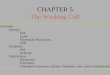 CHAPTER 5 The Working Cell Overview: Energy Def Laws Chemical Reactions ATP Enzymes Def Activity Membrane Structure Function Transport (passive, active,