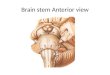 Brain stem Anterior view. Pons The pons may be divided into ventral or basal portion and a dorsal portion, also known as tegmentum The ventral portion