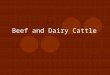 Beef and Dairy Cattle. Objectives: 1.Label the parts of cattle 2.Define key terms associated with cattle 3.Detail the history of cattle 4.Explain the