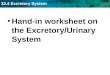 32.4 Excretory System Hand-in worksheet on the Excretory/Urinary System