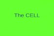 The CELL. Cells Were discovered by Robert Hooke. He observed the slices of cork from the bark of an oak tree-dead plant cells. Anton Van Leeuwenhoek was