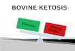 Glucose Ketone bodies. Early Lactation Increased milk yield Negative energy balance