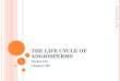 THE LIFE CYCLE OF ANGIOSPERMS Packet #75 Chapter #38 Tuesday, December 08, 2015 1