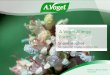A.Vogel Allergy Formula Shaye Hughes SA Natural Products (Pty) Ltd Pioneer in Natural Health Since 1923