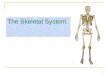 The Skeletal System 1. The human skeleton consists of 206 named bones Bones of the skeleton are grouped into two principal divisions: ï± Axial skeleton