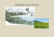 Habitat and Niche. Habitat Habitat (Home): A place where a living thing lives is its habitat. It is a place where it can find food, shelter, protection