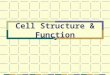 Cell Structure & Function. Objectives Discoveries important to the cell theory State the parts of the cell theory Identify the limiting factor on cell