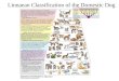 Figure 6.3 Linnaean Classification of the Domestic Dog Linnaean Classification of the Domestic Dog