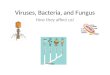 Viruses, Bacteria, and Fungus How they affect us!